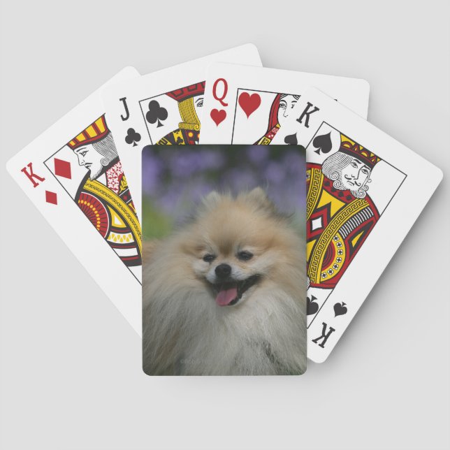 Jeu De Cartes Halètement de Pomeranian (dos)