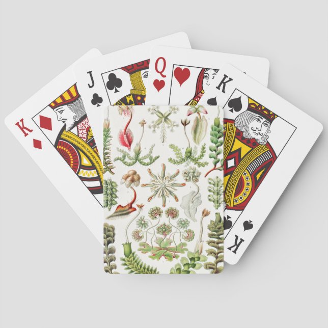 Jeu De Cartes Hepaticae Lebermoose par Ernst Haeckel (dos)