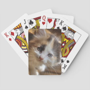 Jeu De Cartes Heterochromie Calico Kitten