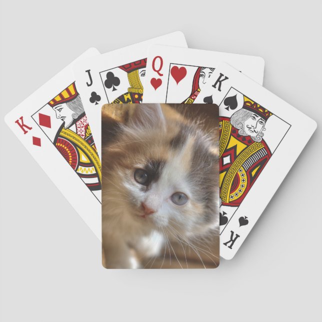 Jeu De Cartes Heterochromie Calico Kitten (dos)