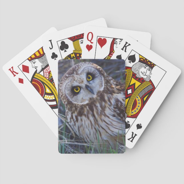 Jeu De Cartes Hibou à oreilles courtes (dos)