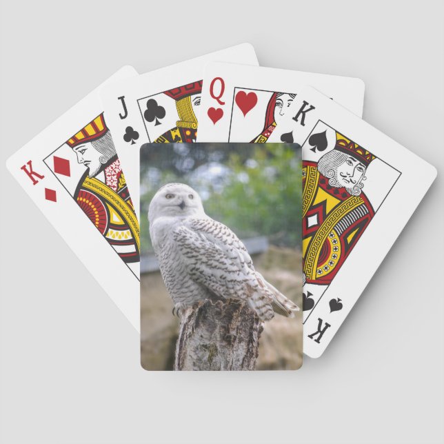 Jeu De Cartes Hibou des neiges (dos)