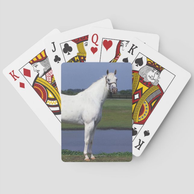 Jeu De Cartes Horse d'Appaloosa (dos)