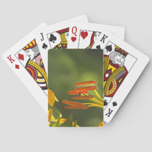 Jeu De Cartes Humboldt Lily Stamens
