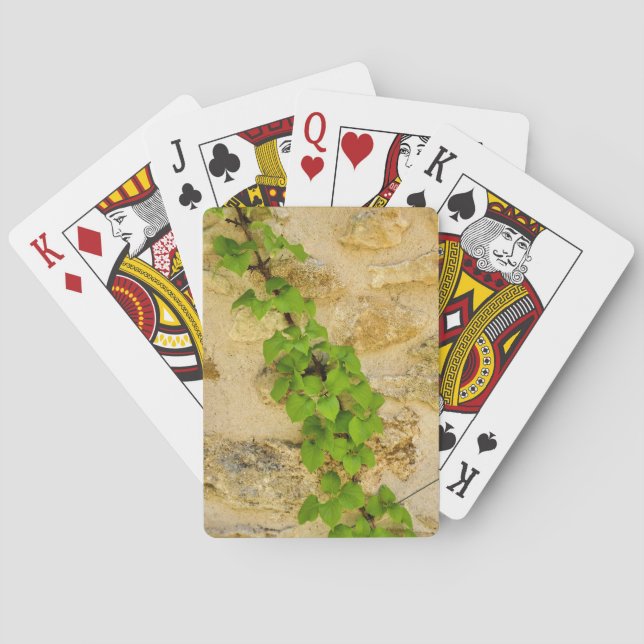 Jeu De Cartes Hydrangea petiolaris (dos)