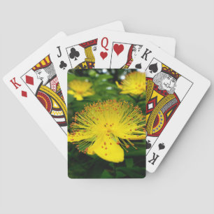 Jeu De Cartes Hypericum calycinum