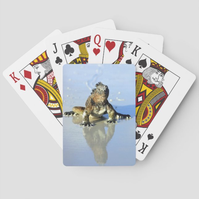Jeu De Cartes Iguane marin Galapagos (dos)