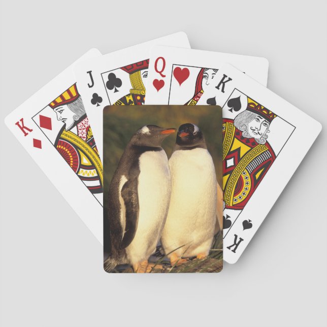 Jeu De Cartes Îles Falkland. Manchots papous.  (Pyroscelis (dos)