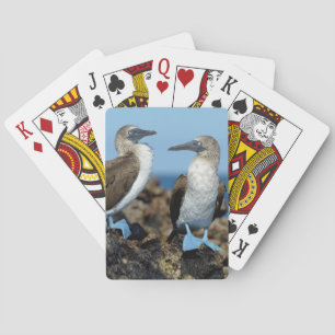 Jeu De Cartes Îles Galapagos, île Isabela
