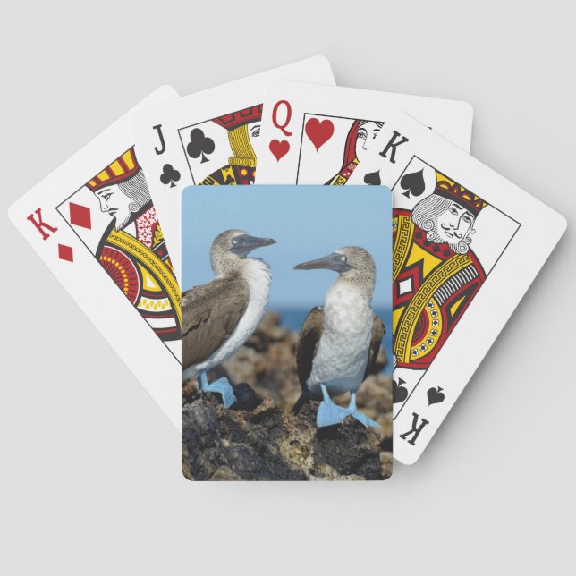 Jeu De Cartes Îles Galapagos, île Isabela (dos)