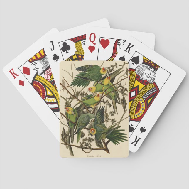 Jeu De Cartes Illustration Audubon Carolina Parrot Bird (dos)