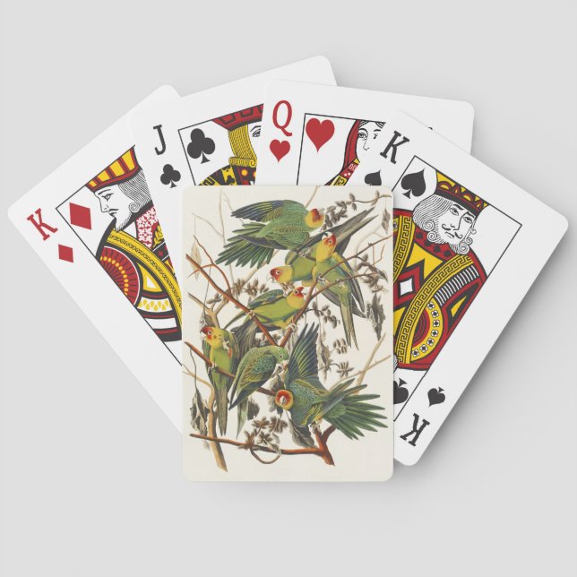 Jeu De Cartes Illustration Audubon Carolina Parrot Bird (dos)