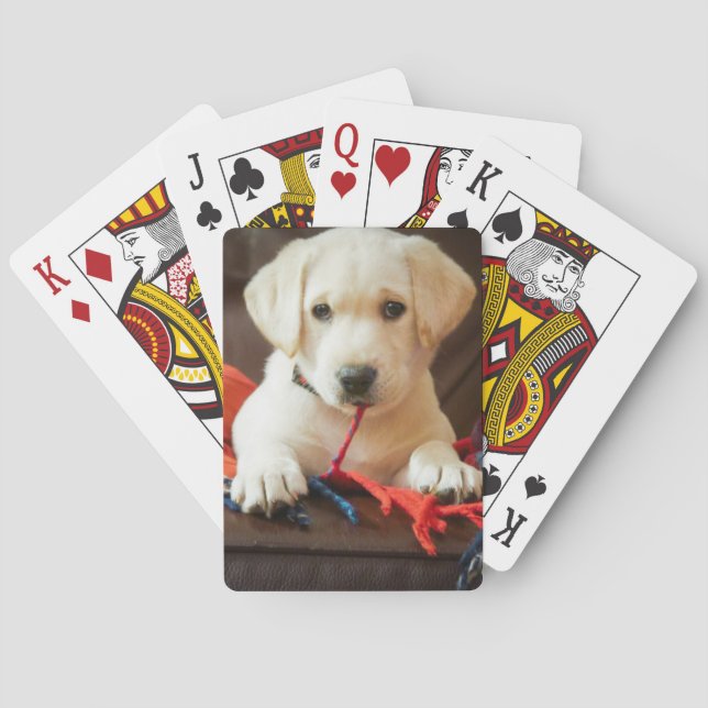 Jeu De Cartes Images Getty | Chiot Sur Un Canapé (dos)