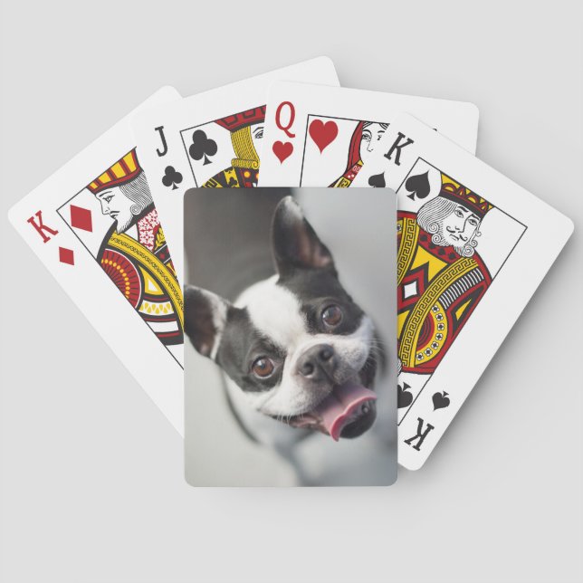 Jeu De Cartes Images Getty | French Bulldog (dos)