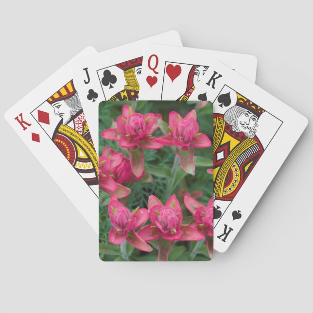 Jeu De Cartes Indian Paintbrush (dos)
