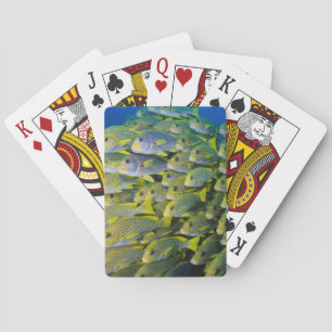 Jeu De Cartes Indonésie. Bancs de poissons