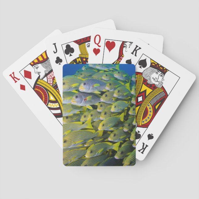 Jeu De Cartes Indonésie. Bancs de poissons (dos)