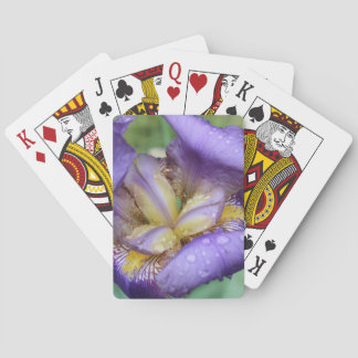 Jeu De Cartes Iris Pourpre (Iris Germanica)