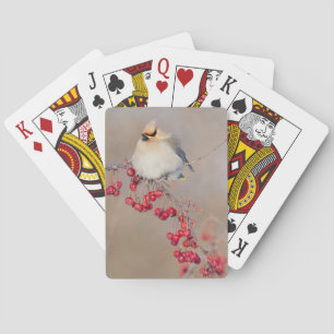 Jeu De Cartes Jaseur boréal en hiver, Canada