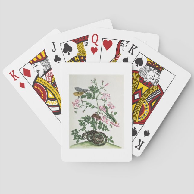 Jeu De Cartes Jasmine: with snake, moth, caterpiller and chrysal (dos)