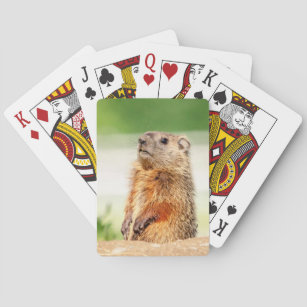 Mulțime Redundant Ulcior Carte Marmotte Fortifyindia Com Mulțime Redundant Ulcior Carte Marmotte Fortifyindia Com