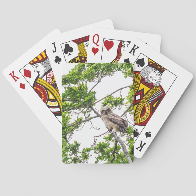 Jeu De Cartes Jeune Hibou Sur Une Branche D'érable  (dos)