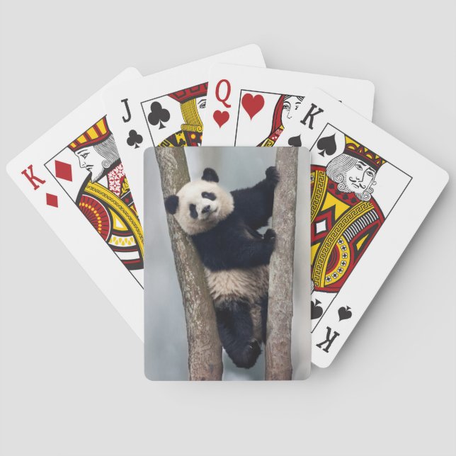 Jeu De Cartes Jeune panda grimpant à un arbre, Chine (dos)
