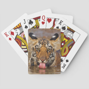 Jeu De Cartes Jeune tigre du Bengale royal, buvant de l'eau