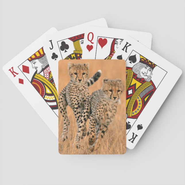 Jeu De Cartes Jeunes guépards (Acinonyx Jubatus) en train de cou (dos)