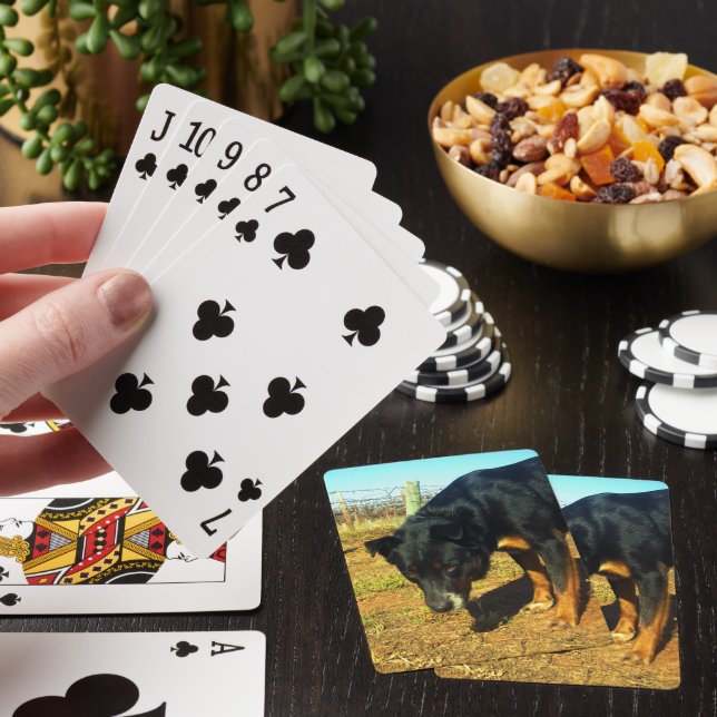 Jeu De Cartes Kelpie Sooky Face, (In Situ)