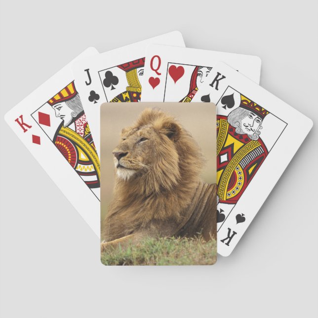 Jeu De Cartes Kenya, Masai Mara | Lion mâle (dos)