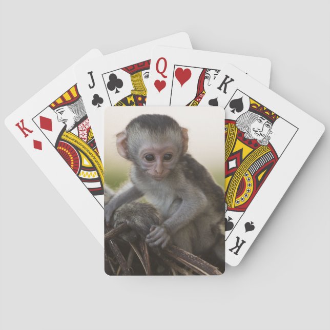 Jeu De Cartes Kenya, réserve de gibier de Samburu. Singe Vervet (dos)