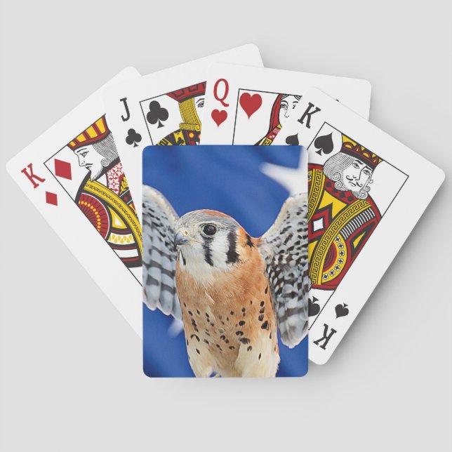 Jeu De Cartes Kestrel américain (dos)