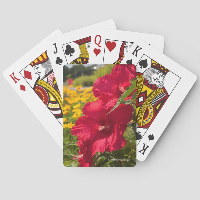 Jeu De Cartes Ketmie rouge (dos)