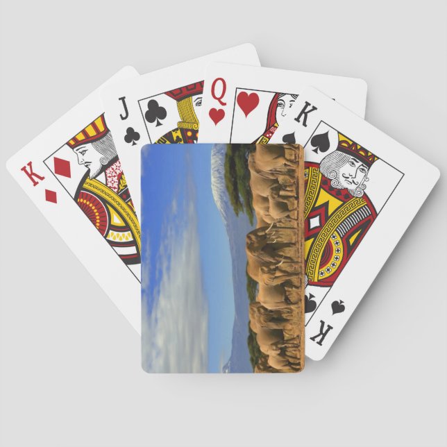 Jeu De Cartes Kilimanjaro et éléphants (dos)