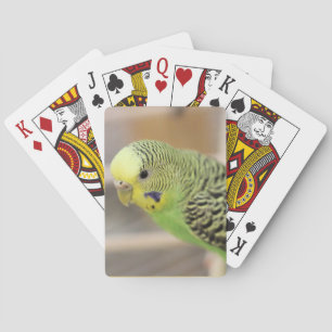 Jeu De Cartes Kiwi