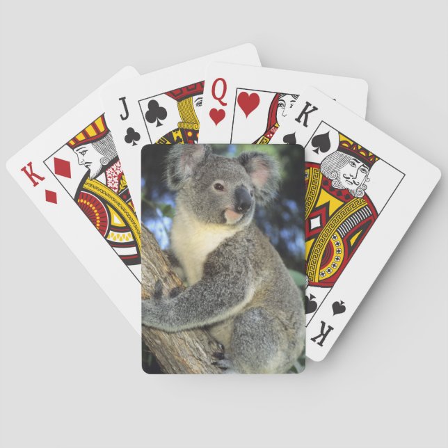 Jeu De Cartes Koala, Phascolarctos cinereus), Australie, (dos)