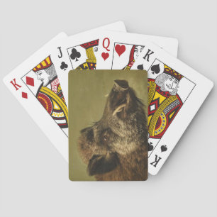 Jeu De Cartes La tête de Wild Boar