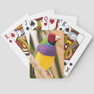 Jeu De Cartes Lady Gouldian Finch
