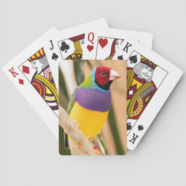Jeu De Cartes Lady Gouldian Finch (dos)