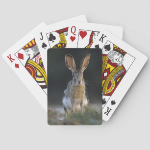 Jeu De Cartes Lapin à queue noire, Lepus californicus, 2