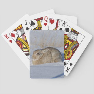 Jeu De Cartes Lapin Cottontail R5 dans la neige