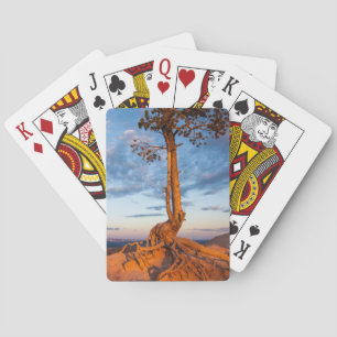 Jeu De Cartes L'arbre s'accroche au rebord, parc national de