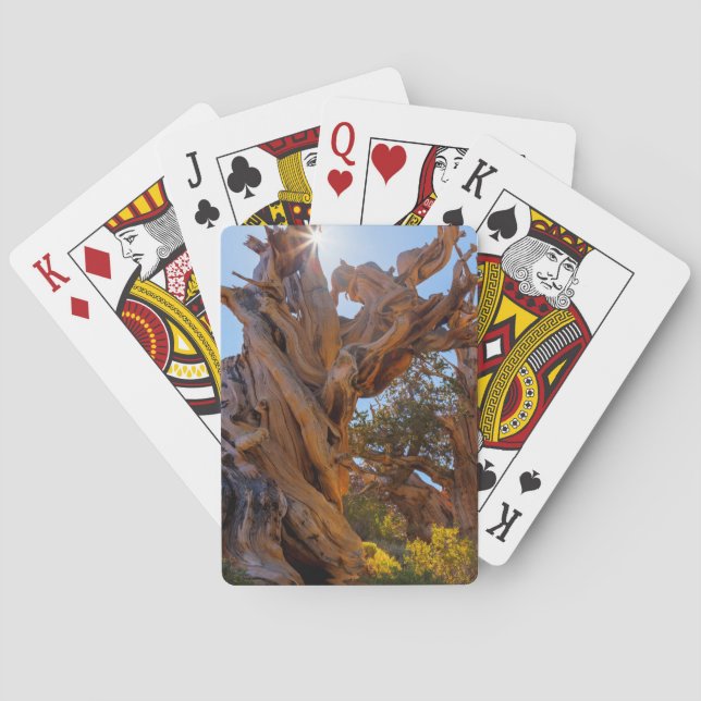 Jeu De Cartes L'arbre sentinelle (dos)