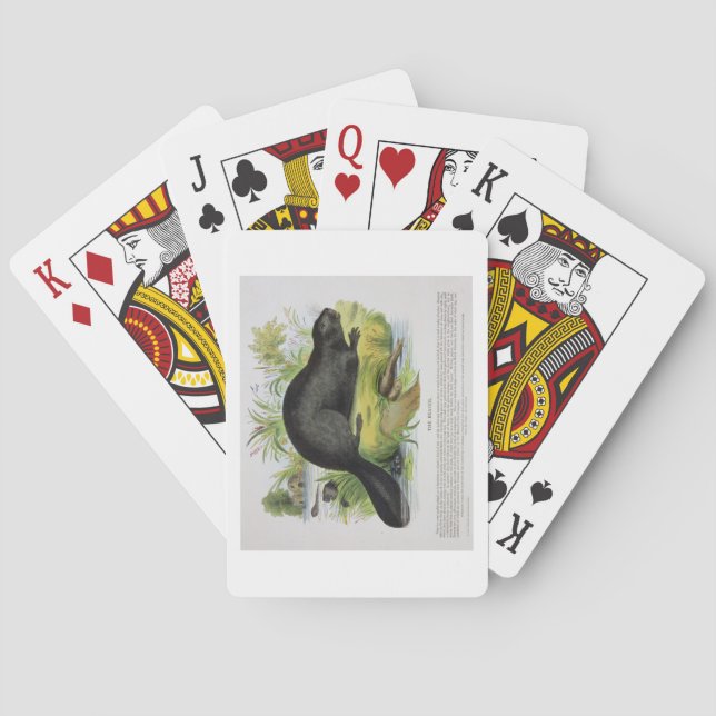 Jeu De Cartes Le castor, pub éducatif d'illustration. par le S (dos)