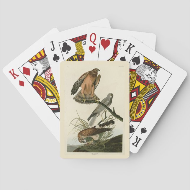 Jeu De Cartes Le faucon des marais des oiseaux d'Amérique d'Audu (dos)