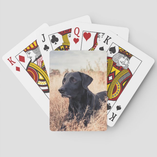 Jeu De Cartes Le Labrador Noir En Graine Sèche (dos)