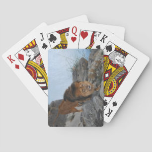 Jeu De Cartes Le lion dans les montagnes (par Richard Friese)