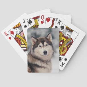 Jeu De Cartes Le magnifique Husky en plein air
