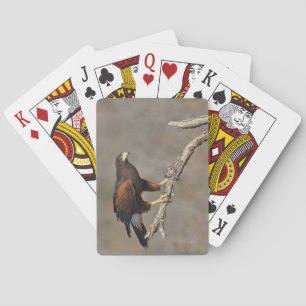 Jeu De Cartes Le raptor perché de Harris Hawk